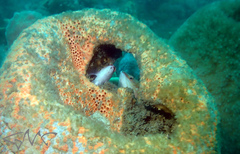 Hypoplectrodes maccullochi