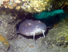 Brachaelurus waddi