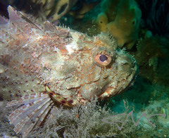 Scorpaena jacksoniensis