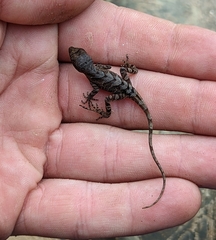 Anolis tropidonotus