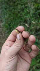 Anolis tropidonotus
