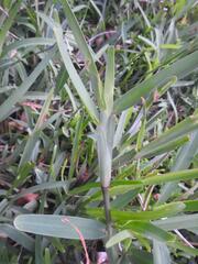 Stenotaphrum dimidiatum