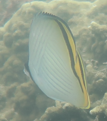 Chaetodon vagabundus