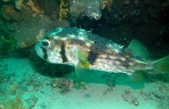 Dicotylichthys punctulatus