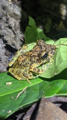 Craugastor spatulatus