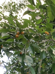 Ficus benjamina nuda