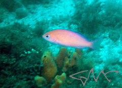 Pseudanthias squamipinnis