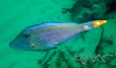 Meuschenia trachylepis