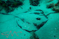 Trygonoptera testacea