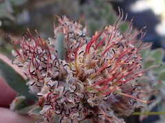 Leucospermum wittebergense