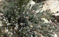 Leucospermum wittebergense
