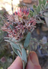 Leucospermum wittebergense