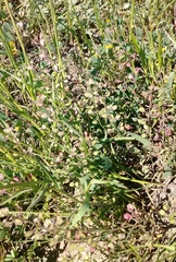 Lepidium nitidum