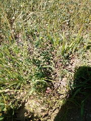 Lepidium nitidum
