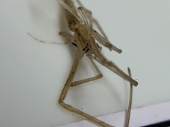 Tetragnatha laboriosa