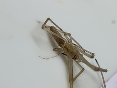 Tetragnatha laboriosa