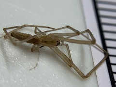 Tetragnatha laboriosa