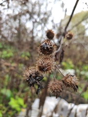 Arctium tomentosum
