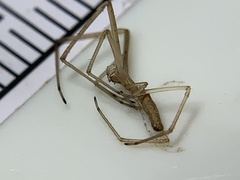 Tetragnatha laboriosa