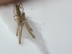 Tetragnatha laboriosa