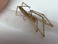 Tetragnatha laboriosa