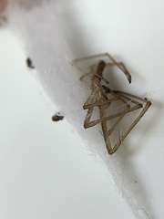 Tetragnatha laboriosa