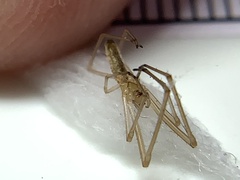 Tetragnatha laboriosa