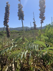 Melianthus major