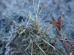 Poa maniototo