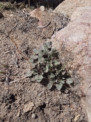 Phacelia campanularia