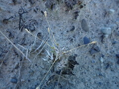 Poa maniototo