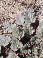 Phacelia campanularia