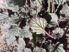 Phacelia campanularia
