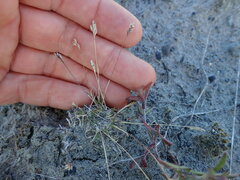 Poa maniototo