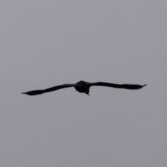 Phalacrocorax carbo