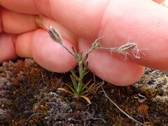 Gypsophila australis