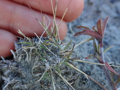 Poa maniototo