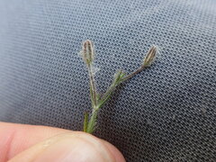 Gypsophila australis