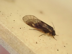 Elipsocidae