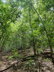 Davidsonia johnsonii