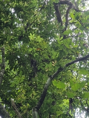 Davidsonia johnsonii