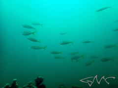 Trachurus novaezelandiae