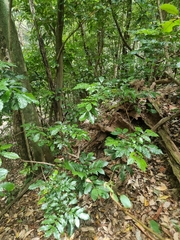 Davidsonia johnsonii