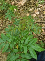 Davidsonia johnsonii