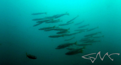 Dinolestes lewini