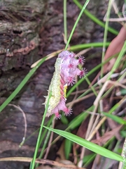 Doratifera vulnerans