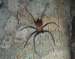 Heteropoda tetrica