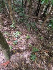 Davidsonia johnsonii