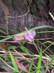 Doratifera vulnerans