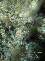 Scorpaena jacksoniensis
